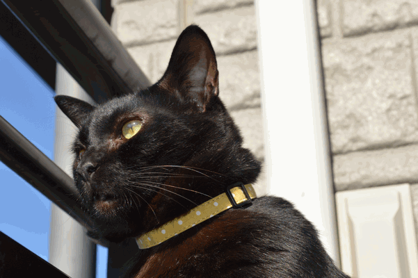 c0136736_15515298.gif