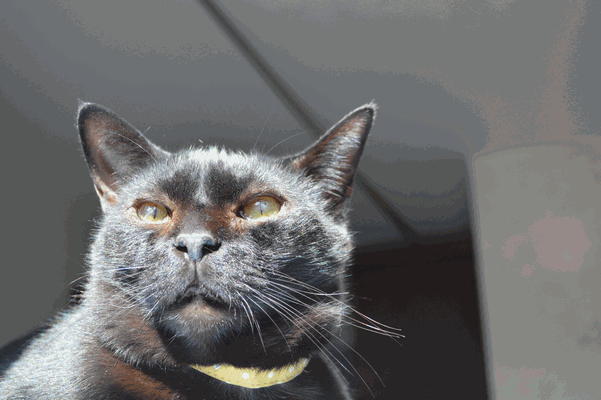 c0136736_15521444.gif