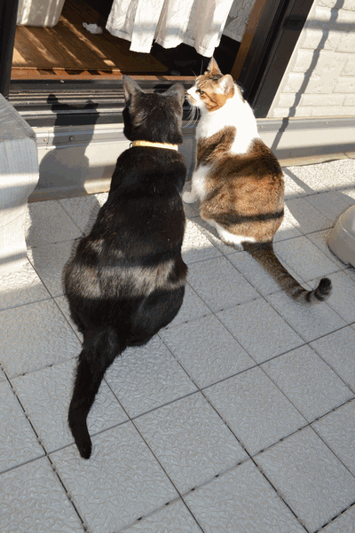 c0136736_15551153.gif