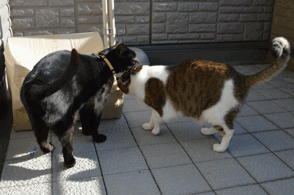 c0136736_15551745.gif