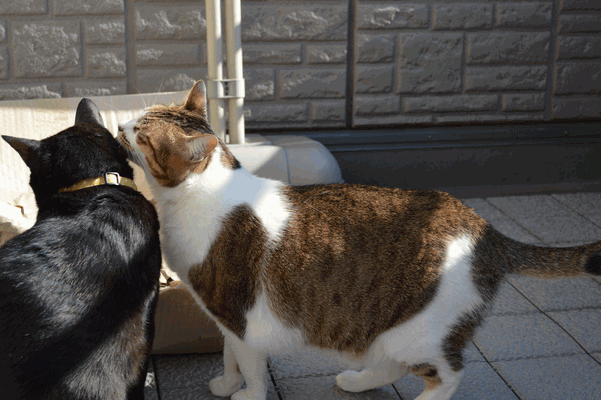 c0136736_15552559.gif
