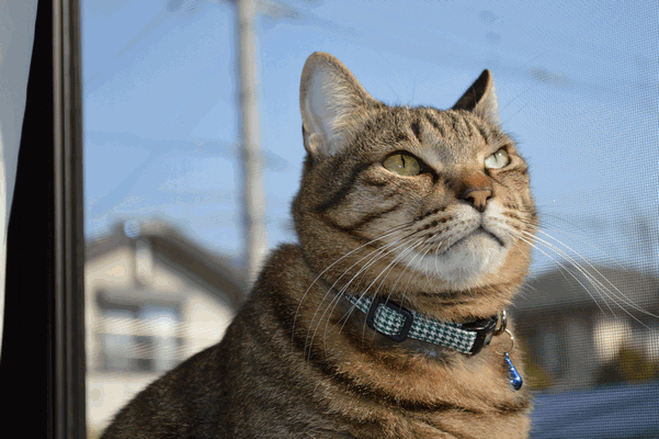 c0136736_1635621.gif