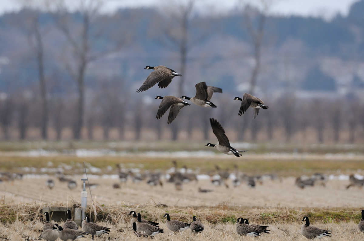 新年最初はシジュウカラガン 鳥 撮り トリミング