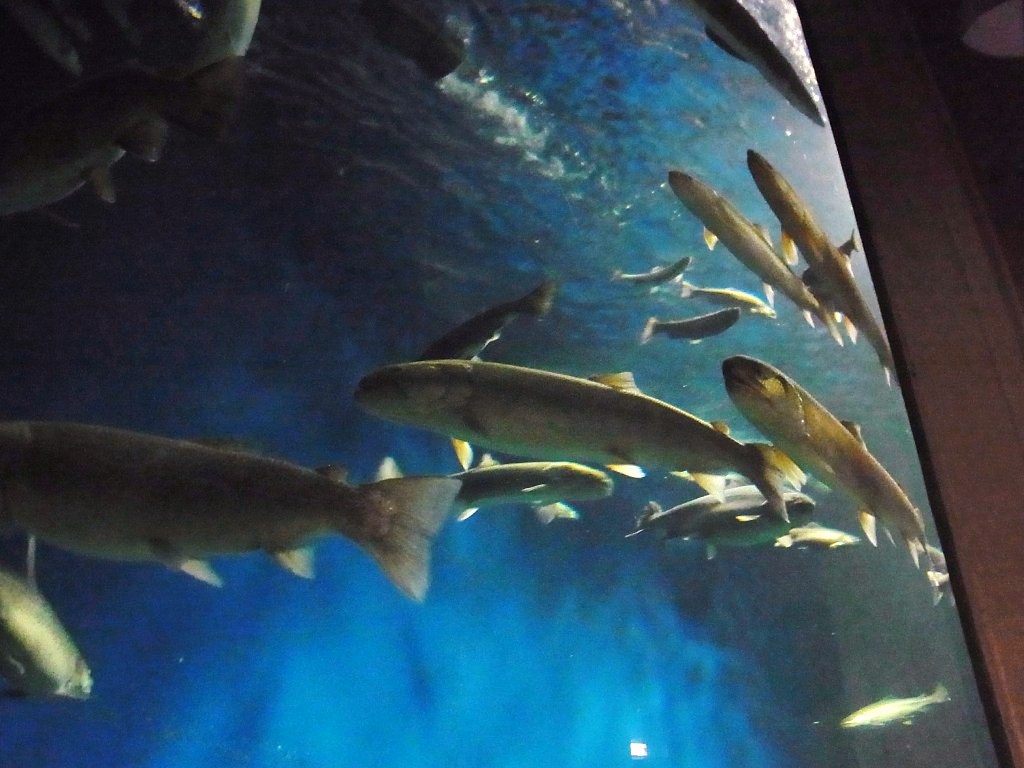 千歳サケのふるさと館 へるしーらいふ