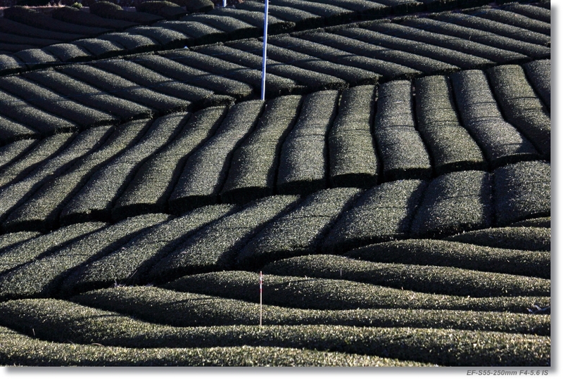 c0054876_16362455.jpg