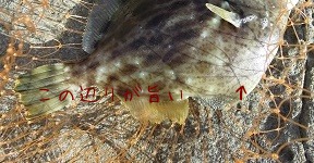 掬った魚 _d0195183_20364543.jpg