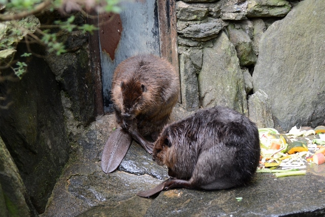 ２０１３年１２月　長崎バイオパーク　その２　カピパラ温泉_a0052986_17473046.jpg