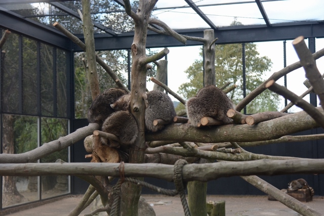 ２０１３年１２月　長崎バイオパーク　その２　カピパラ温泉_a0052986_1884023.jpg