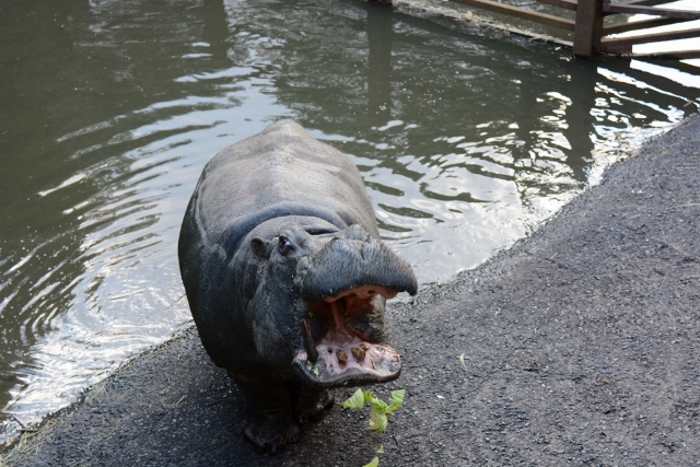 ２０１３年１２月　長崎バイオパーク　その２　カピパラ温泉_a0052986_21104629.jpg