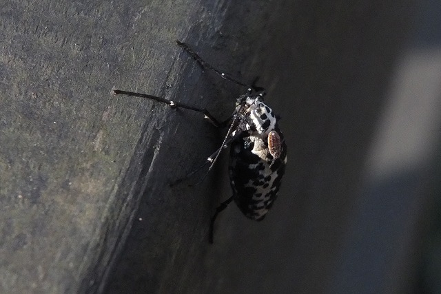 e0070891_145197.jpg