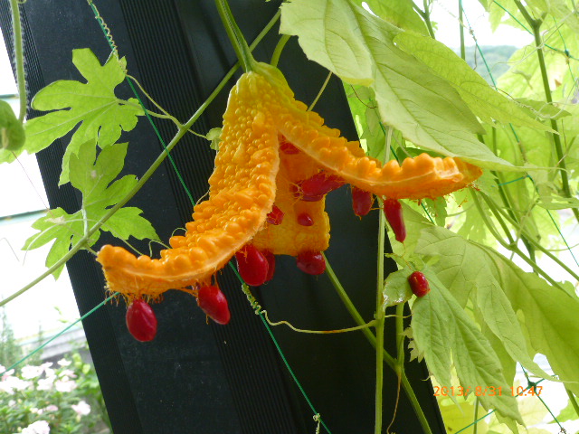 f0161692_933415.jpg