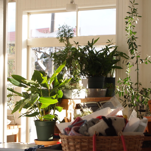 sola og planta 2014年1月の営業について_a0292194_2381217.jpg