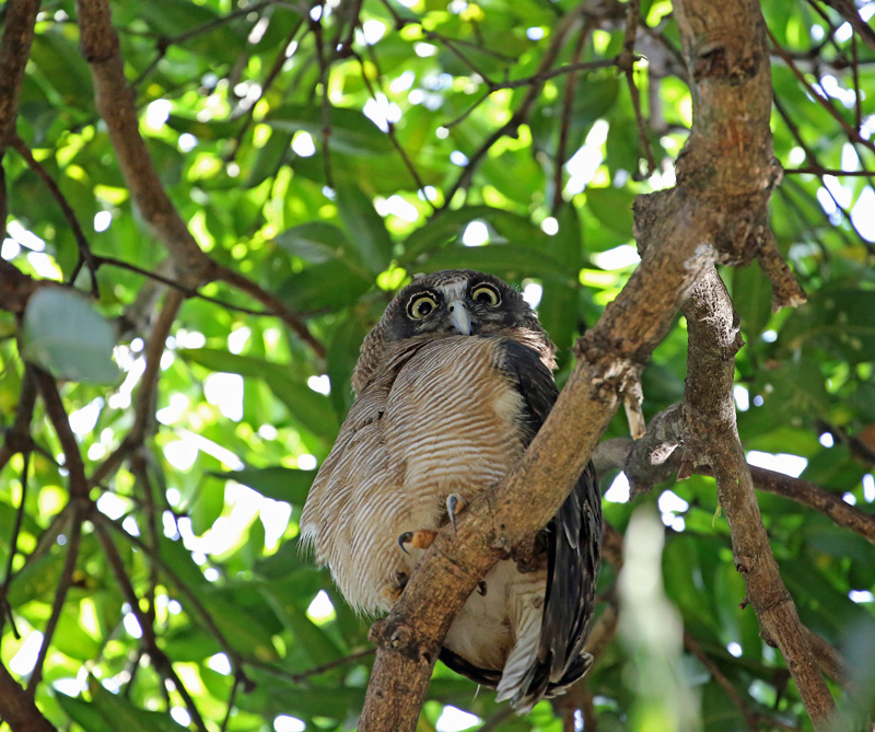 ケアンズの野鳥たち「アカチャアオバズク」_d0195897_8323485.jpg