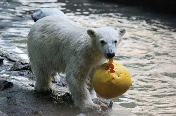 チェコ・ブルノ動物園のコメタがロシア・ロストフ動物園へ ～ ブルノ、モスクワ、ロストフの巧妙な三角関係_a0151913_21123032.jpg