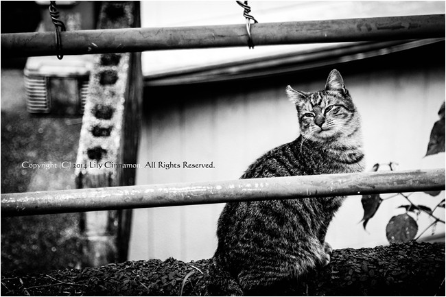 CAT ABOVE THE HILL._c0185521_2317457.jpg