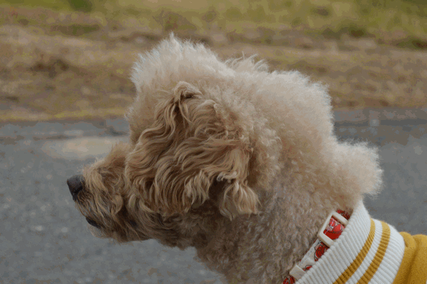 c0136736_15303497.gif