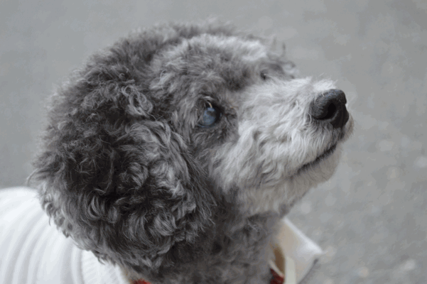 c0136736_1530611.gif