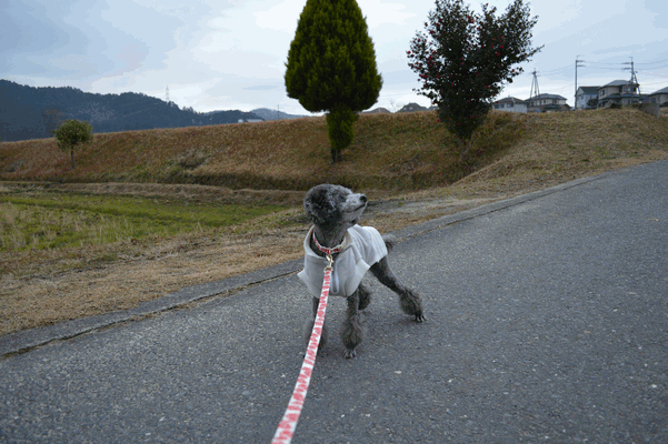 c0136736_15311719.gif