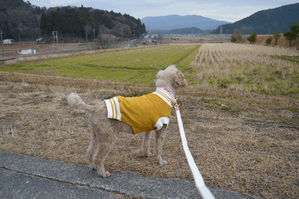 c0136736_15312851.gif