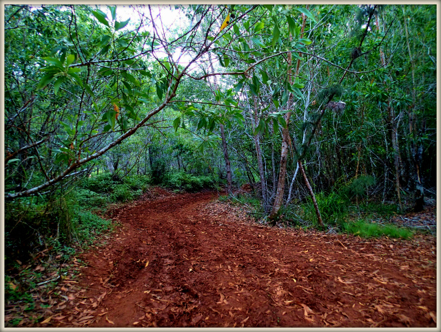 XTERRA Guam Trail Run Series - #1 Tarzan Falls_d0012449_14533816.jpg