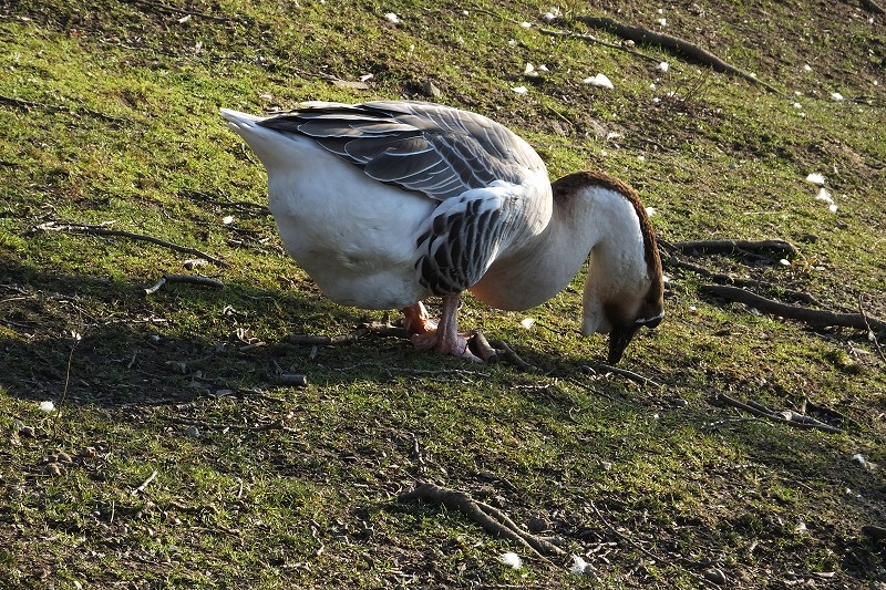 水鳥たちの楽園_b0236251_1801920.jpg