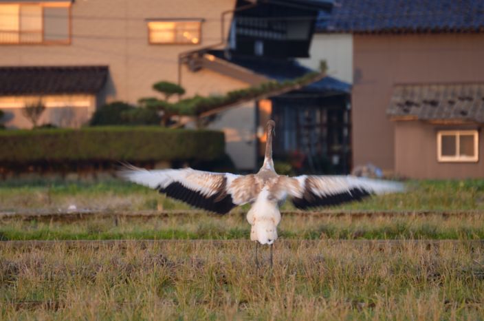 20131124 タンチョウ 2/2 富山県黒部市_a0263952_22142185.jpg