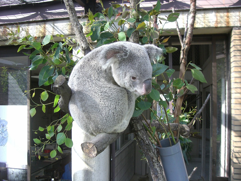 こども動物公園 【2008/10/03】_b0182655_22403763.jpg