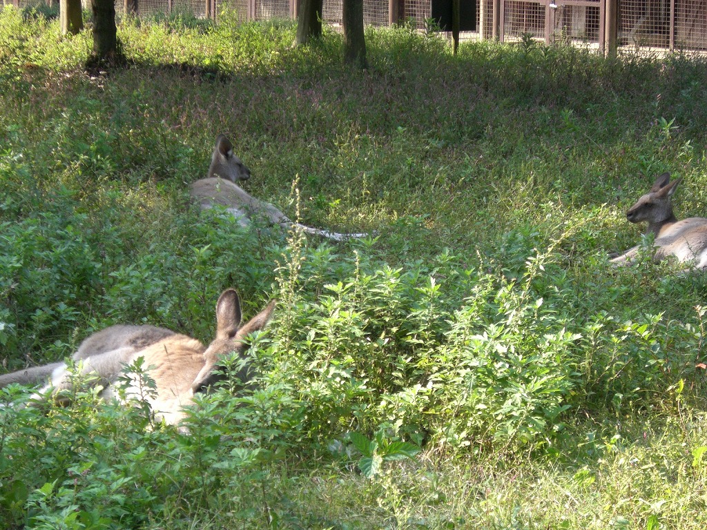 こども動物公園 【2008/10/03】_b0182655_22421818.jpg