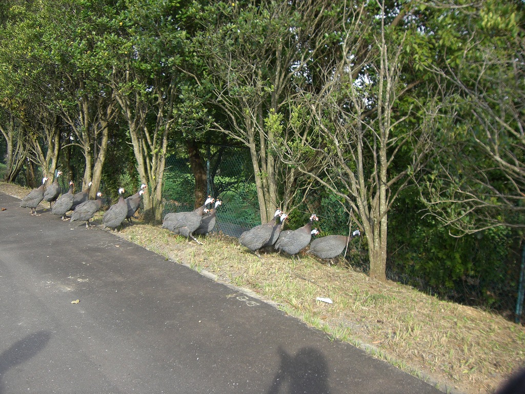 こども動物公園 【2008/10/03】_b0182655_22462630.jpg