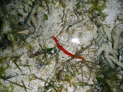 c0180460_1656837.jpg