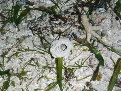 c0180460_1657052.jpg