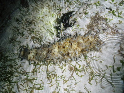c0180460_1733955.jpg