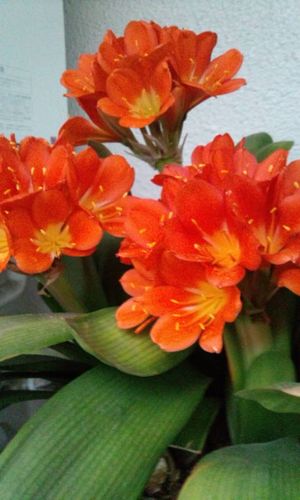 美しい花の画像 最新のhd花 言葉 幸せ を 呼ぶ 美しい花の画像 最新のhd花 言葉 幸せ を 呼ぶ