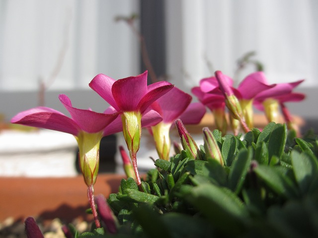 オキザリス ”桃の輝き” : の～んびり！！