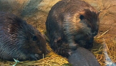 大王崎燈台と鳥羽水族館_f0249188_21401751.jpg