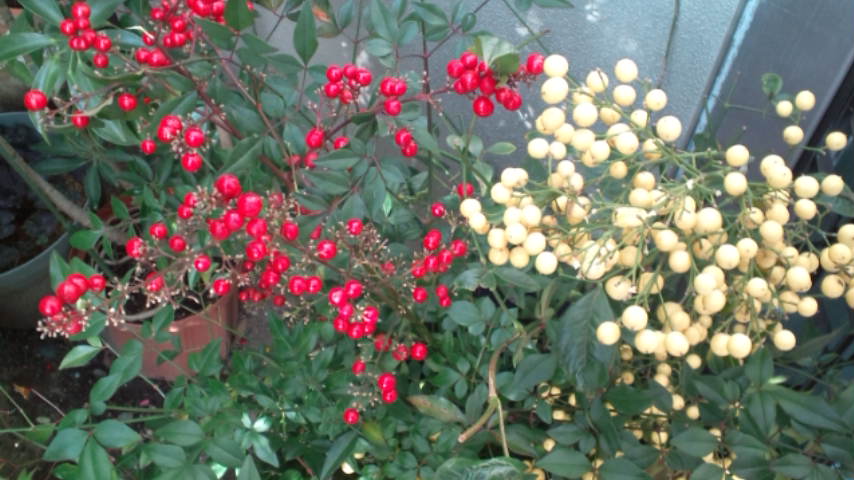 c0177198_21501954.jpg