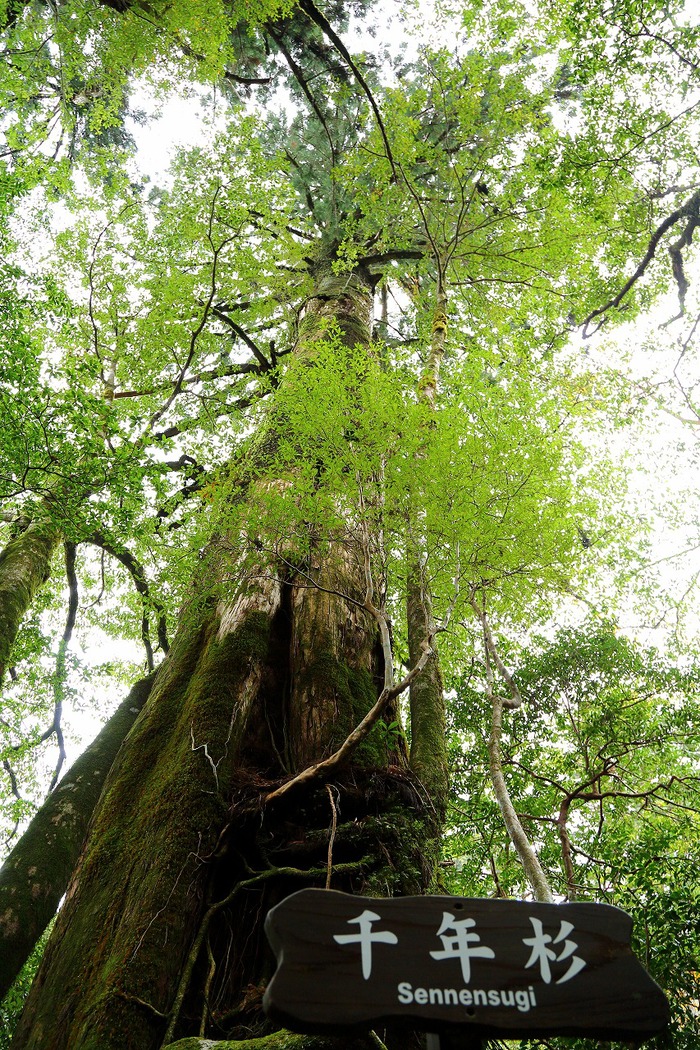 屋久杉の原生林の中を散策しながら、樹齢数千年の屋久杉を鑑賞できる自然公園_b0291402_14385475.jpg