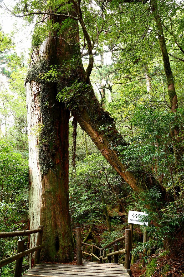 屋久杉の原生林の中を散策しながら、樹齢数千年の屋久杉を鑑賞できる自然公園_b0291402_14424590.jpg