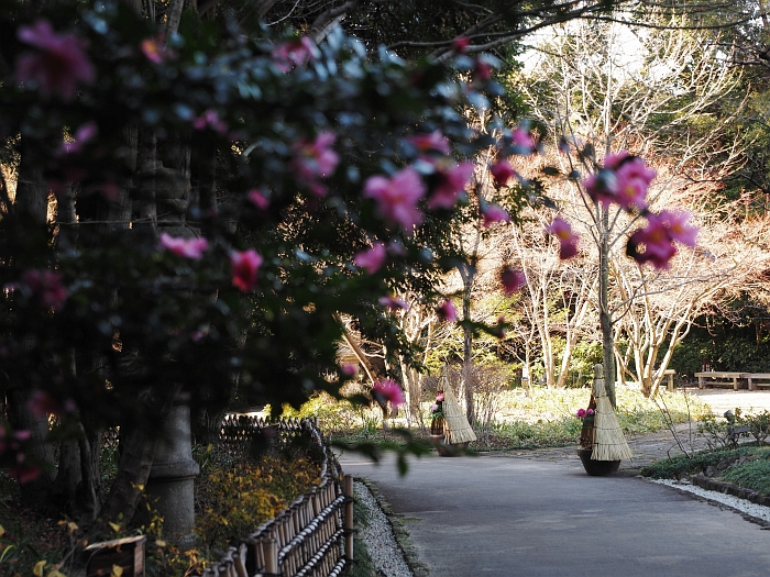 徳川園の冬牡丹　2014_e0075403_19495292.jpg