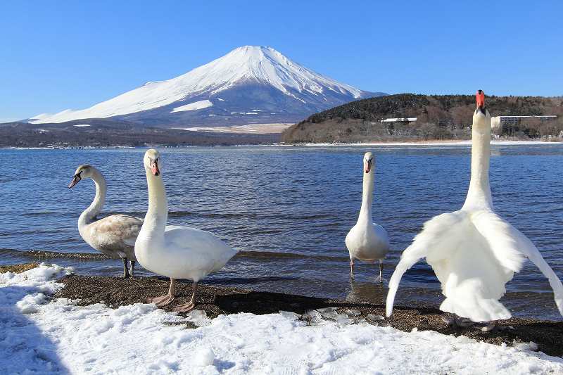 白鳥にカメラ突つかれる！_a0188405_17401851.jpg