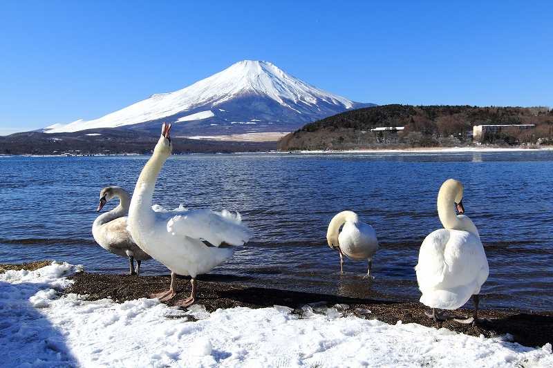 白鳥にカメラ突つかれる！_a0188405_17405733.jpg