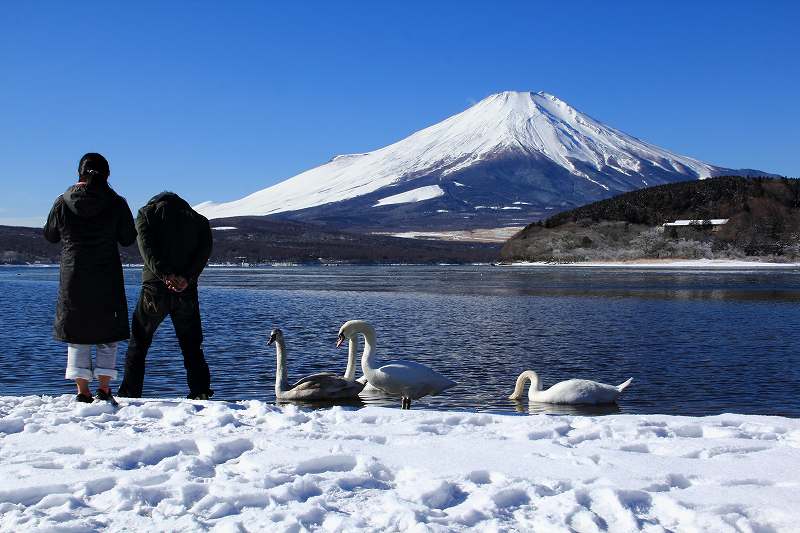 白鳥にカメラ突つかれる！_a0188405_1742406.jpg