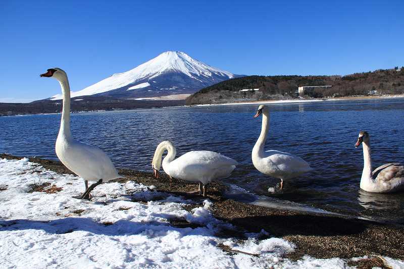 白鳥にカメラ突つかれる！_a0188405_17435349.jpg