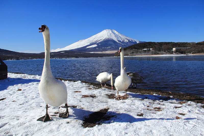 白鳥にカメラ突つかれる！_a0188405_17453617.jpg