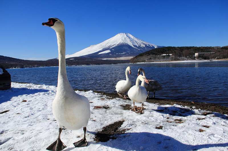 白鳥にカメラ突つかれる！_a0188405_1746291.jpg