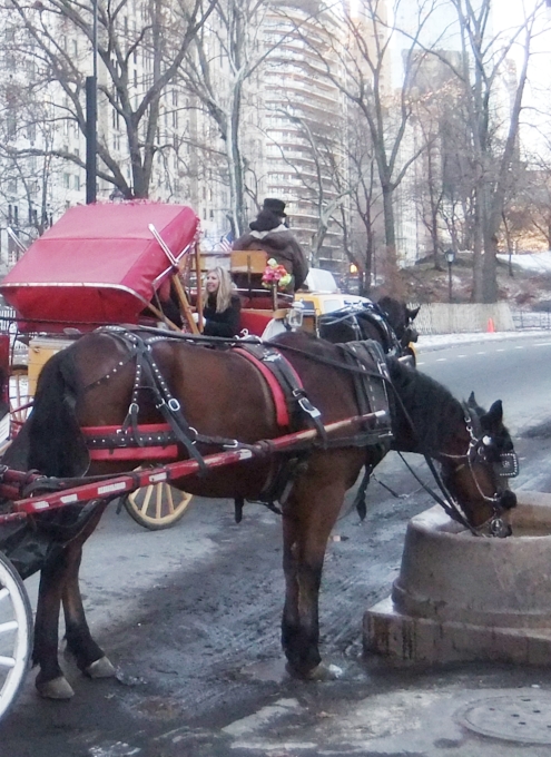 新市長の公約により、NY名物セントラルパークの馬車が廃止されるかも?_b0007805_9581517.jpg