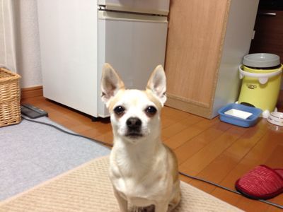 ほぼ復活なユーリ 犬とバレエと美味しい食べ物