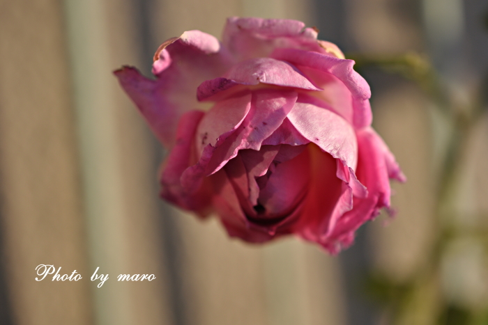 頑張る薔薇 と ノスリと意地悪カラス♪♪_e0160417_12481064.jpg