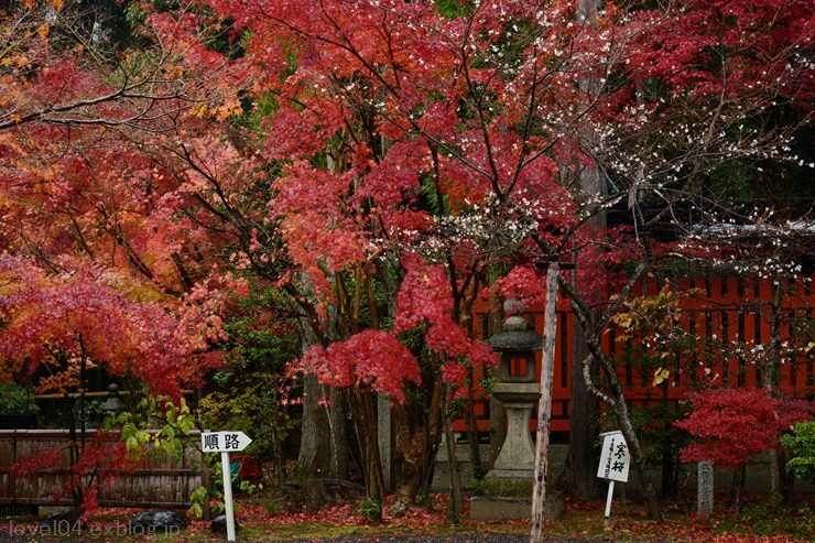 京都 赤山禅院 ～紅葉～_d0319222_14194248.jpg