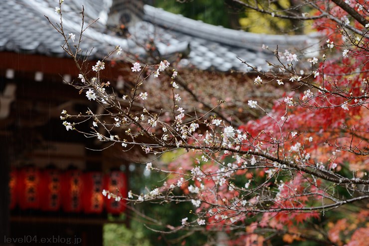 京都 赤山禅院 ～紅葉～_d0319222_14195758.jpg